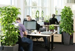 Растения в офисе - зачем ими окружать себя?